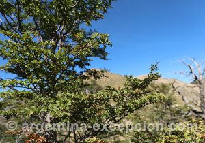Arbre lenga, Patagonie