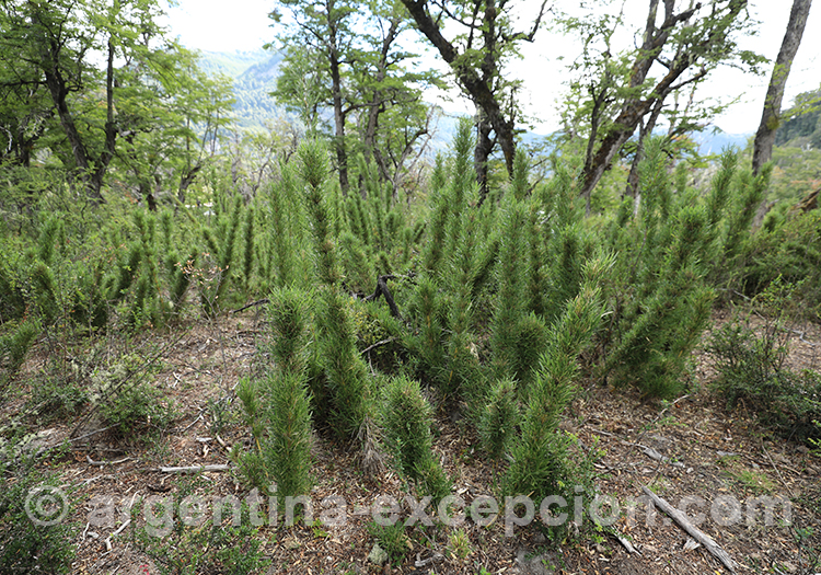 Colihue ou coligüe, arbuste de Patagonie