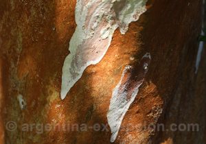 Écorce d'un tronc d'arrayan