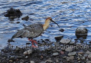 Ibis à face noire, Argentine