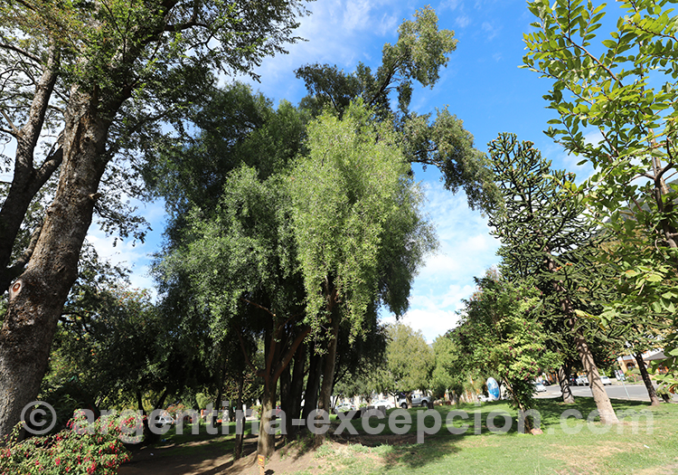 Maitén, arbre endémique des Andes du sud