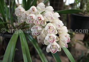 10-5 Montecarlo, capitale argentine des orchidées
