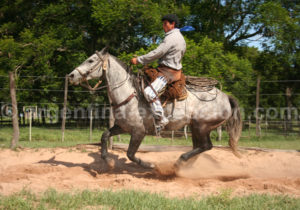 Corral circular, Estancia Buena Vista