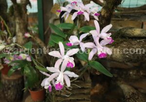 11-5 Montecarlo, capitale argentine des orchidées