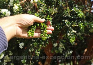 Feuille de l'arrayán