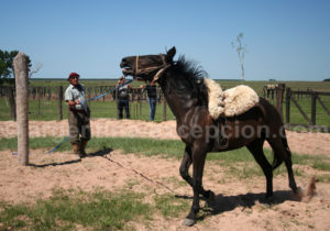 Dressage, Estancia Buena Vista