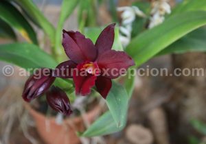 12-4 Montecarlo, capitale argentine des orchidées