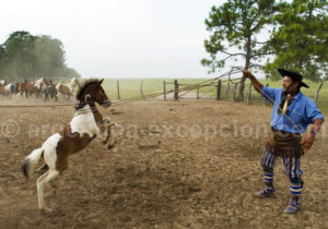 Dressage d'un jeune poulain, Estancia Buena Vista