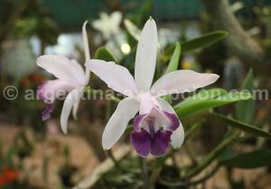 13-4 Montecarlo, capitale argentine des orchidées