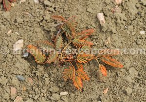 13-bosque-petrificado-sarmiento Forêt Pétrifiée de Sarmiento
