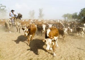 Gaucho en charge du troupeau, Estancia Buena Vista