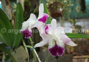 14-4 Montecarlo, capitale argentine des orchidées