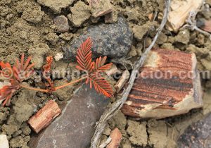 14-bosque-petrificado-sarmiento Forêt Pétrifiée de Sarmiento