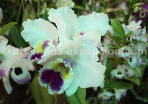 15-4Montecarlo, capitale argentine des orchidées Montecarlo, capitale argentine des orchidées