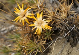 15-bosque-petrificado-sarmiento Forêt Pétrifiée de Sarmiento