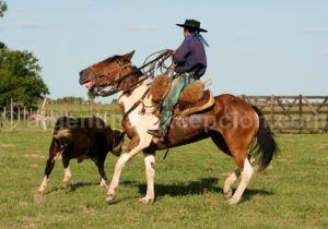 Capture d'un veau au lasso