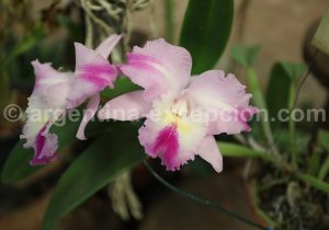 16-3 Montecarlo, capitale argentine des orchidées