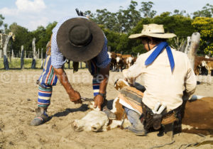 Marquage au fer d'un veau, Corrientes