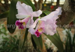 17-4 Montecarlo, capitale argentine des orchidées