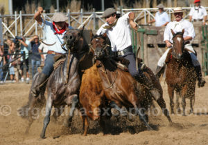 Démonstrations équestres, La Rural Démonstrations équestres, La Rural