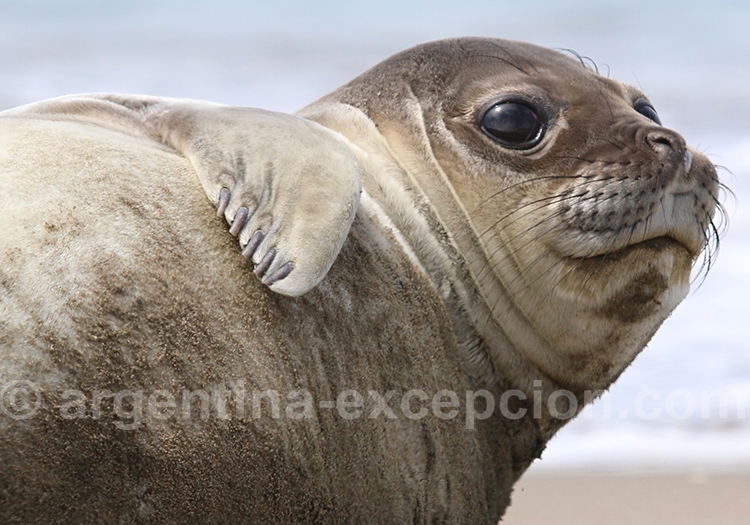 Femelle éléphant de mer Femelle éléphant de mer