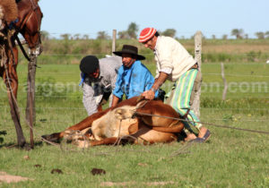 Travaux du campo, Estancia Buena Vista