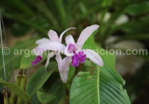 18-3 Montecarlo, capitale argentine des orchidées