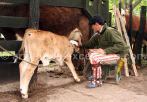 Allaitement d'un petit veau, Estancia Buena Vista