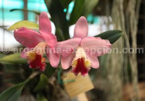 19-2 Montecarlo, capitale argentine des orchidées