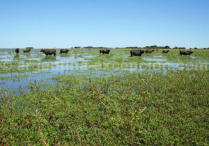 Buffles de la province de corrientes en argentine