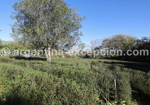 2-3 Labyrinthe Végétal de Montecarlo, entre Posadas et Puerto Iguazú