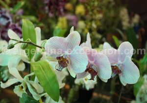 2-6 Montecarlo, capitale argentine des orchidées