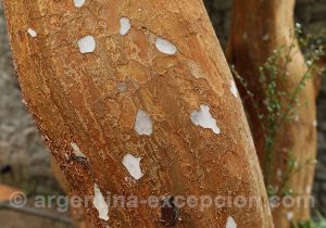 Écorce de l'arbre myrte luma