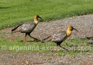 Ibis à face noire, Patagonie