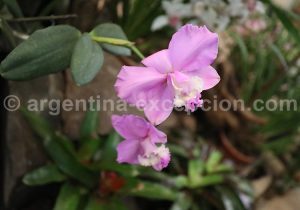 20-3 Montecarlo, capitale argentine des orchidées