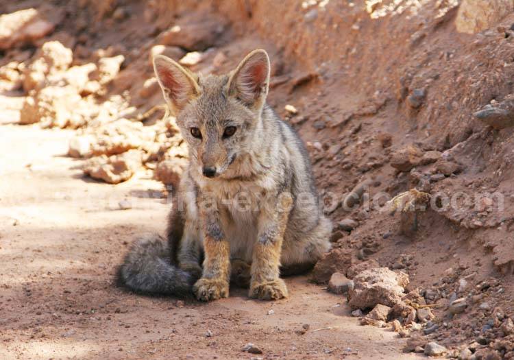 Renard des Andes appelé culpeo en Argentine Renard des Andes appelé culpeo en Argentine