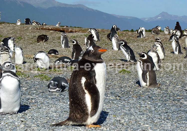 Isla Martillo, Ushuaia Isla Martillo, Ushuaia