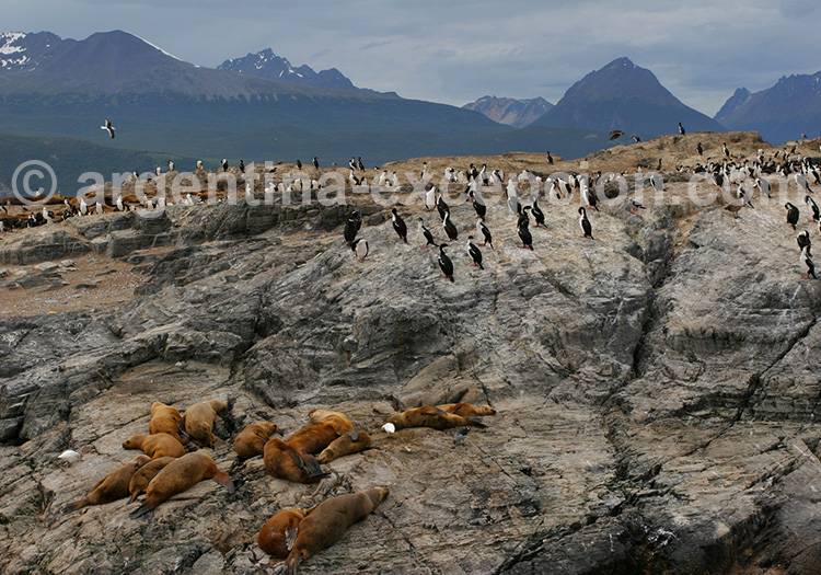 Isla de los Lobos, Ushuaia Isla de los Lobos, Ushuaia