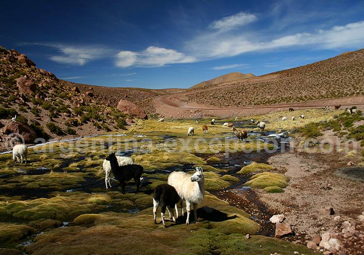 Bofedales de Macucha Bofedales de Macucha