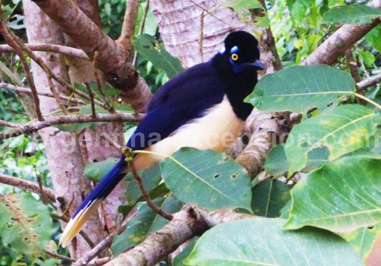 Geai Acahé, Delta du Parana Geai Acahé, Delta du Parana