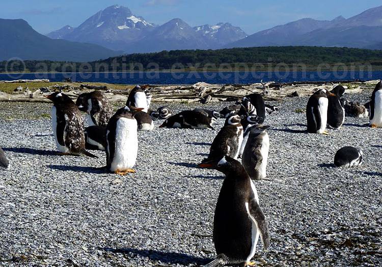 Isla Martillo, Terre de Feu Isla Martillo, Terre de Feu