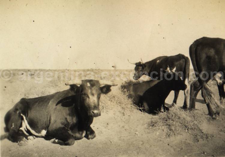 Rencontres en Patagonie. Archive Gilbert Pellaton Rencontres en Patagonie. Archive Gilbert Pellaton
