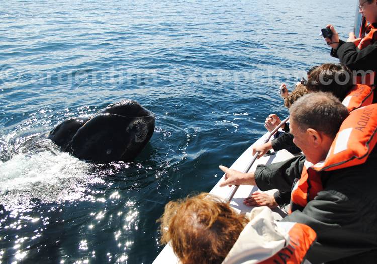 Observation des baleines Observation des baleines