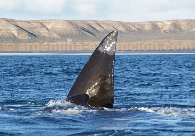 Baleine franche australe, Puerto Madryn Baleine franche australe, Puerto Madryn