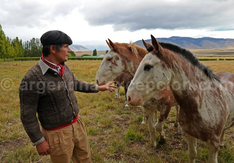 Chevaux criollos, estancia La Anita Chevaux criollos, estancia La Anita