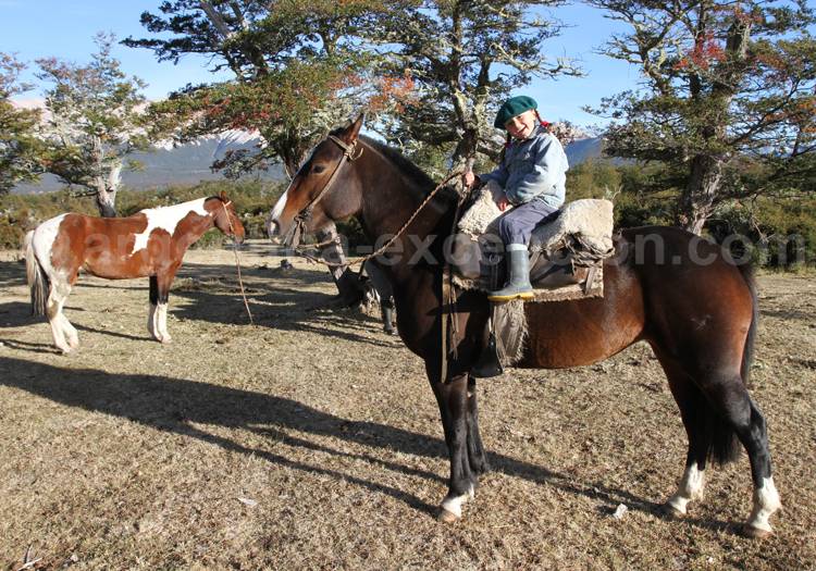 Cheval créole, estancia Tres Valles Cheval créole, estancia Tres Valles