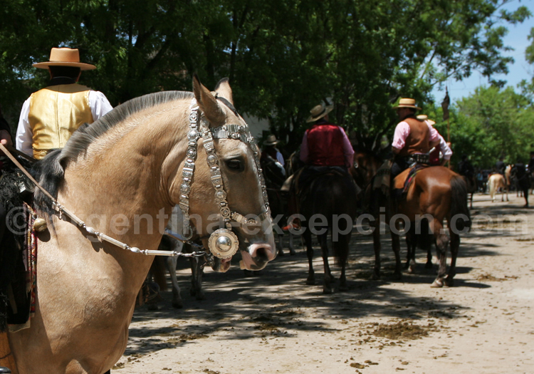 Harnachement en alpaca Harnachement en alpaca