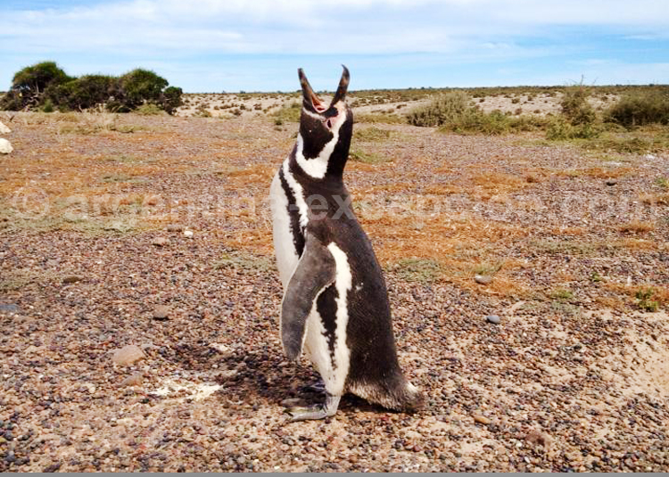 Manchot de Magellan, Patagonie Manchot de Magellan, Patagonie