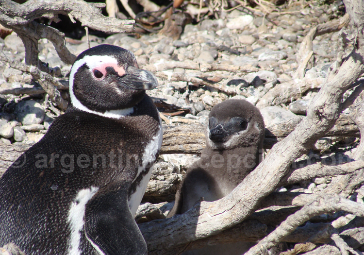 Manchots de Magellan, Patagonie argentine Manchots de Magellan, Patagonie argentine