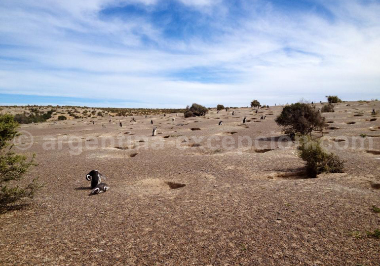 Colonie de machots, Punta Tombo Colonie de machots, Punta Tombo
